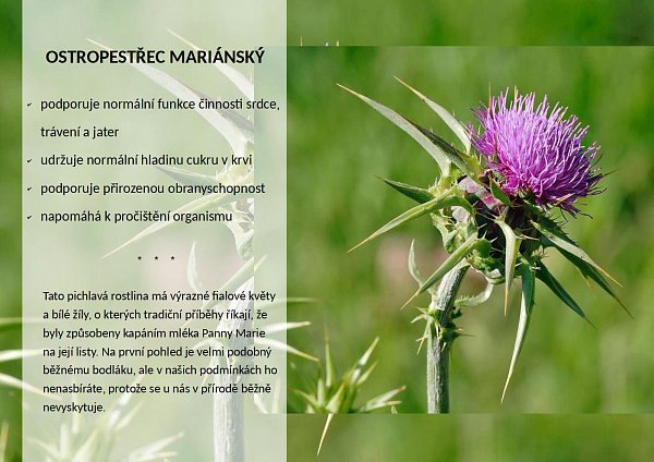Ostropestřec mariánský v OK Tau+
