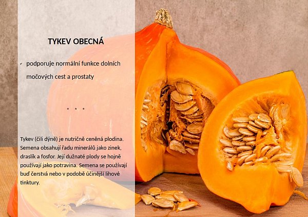 Tykev obecná v OK Tau+