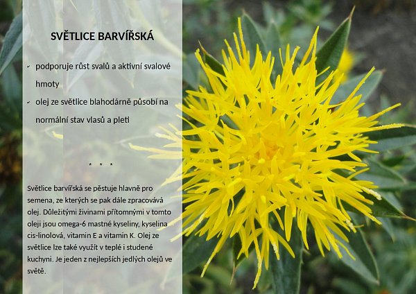 Světlice barviřská